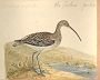 Curlew [link to larger image]