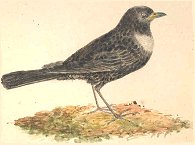 Ring Ouzel [image courtesy University of Exeter Library (Special Collections)]