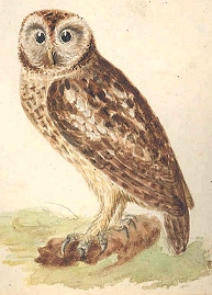 Common Brown Owl [image courtesy University of Exeter Library (Special Collections)]