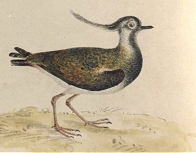 'Pea Wit' or Lapwing [image courtesy University of Exeter Library (Special Collections)]