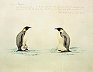 Emperor penguins carrying chicks