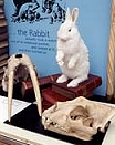 Photo: Alice's rabbit [image courtesy of Oxford University Natural History Museum]